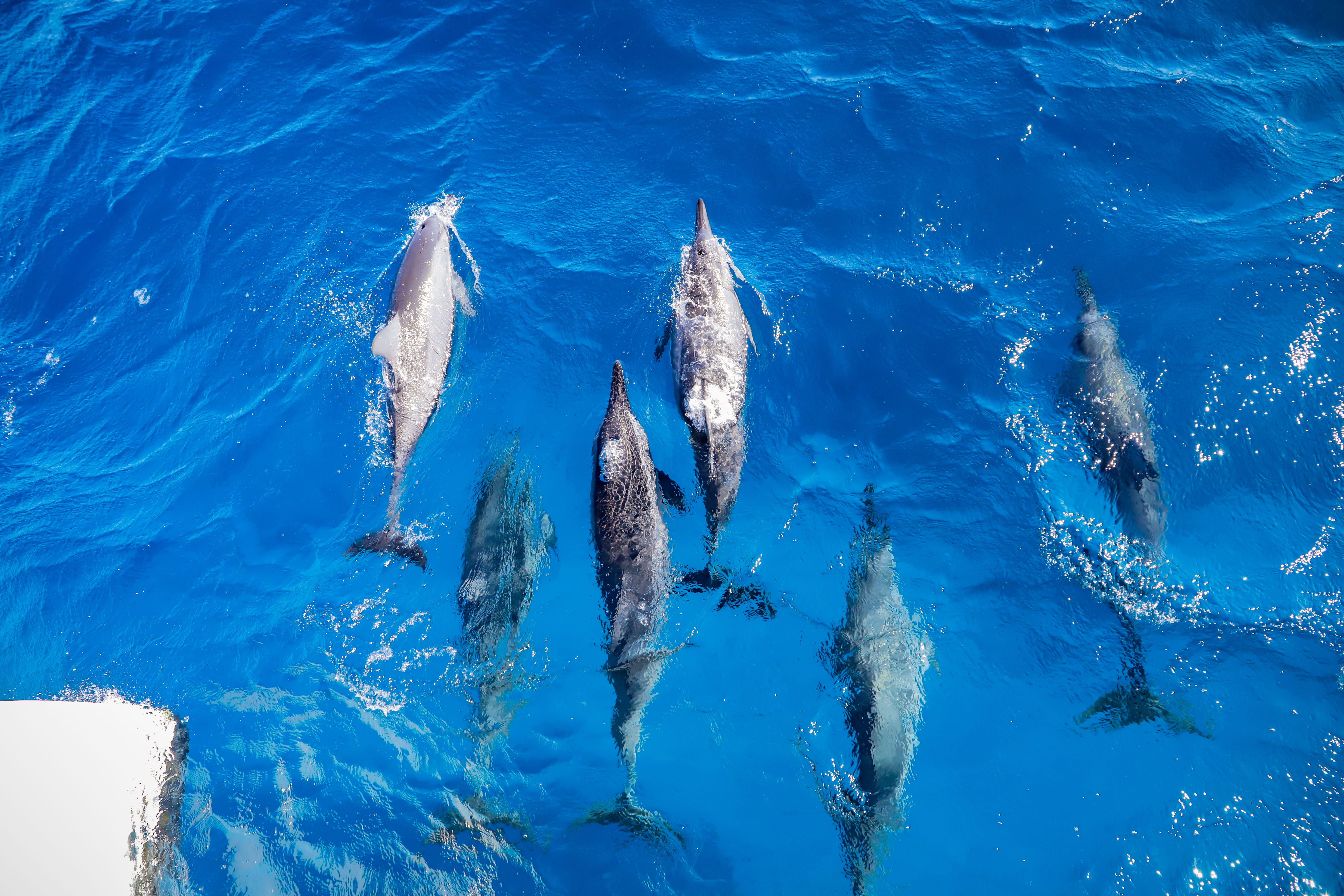 Six dolphins swimming together in clear blue water.